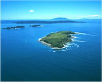 Kawau